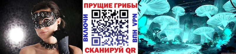 Галлюциногенные грибы Psilocybine cubensis  купить  цена  Новомичуринск 